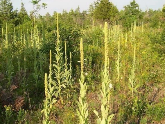 Mullein infestation