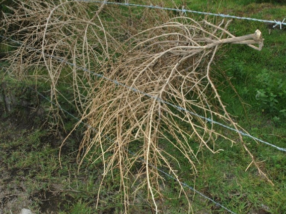 Russian thistle