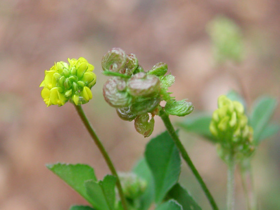 Flower and fruit clusters