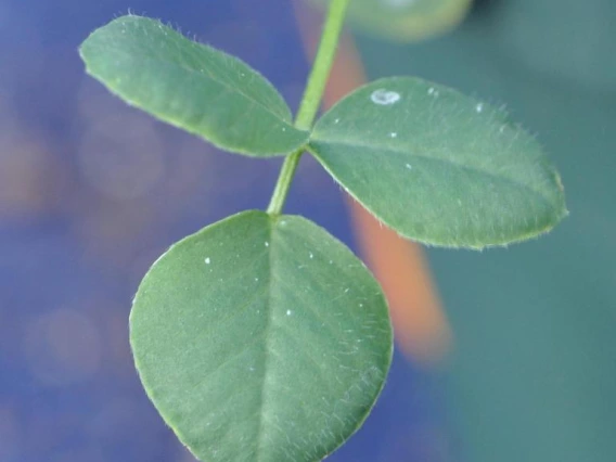 Black medic leaf