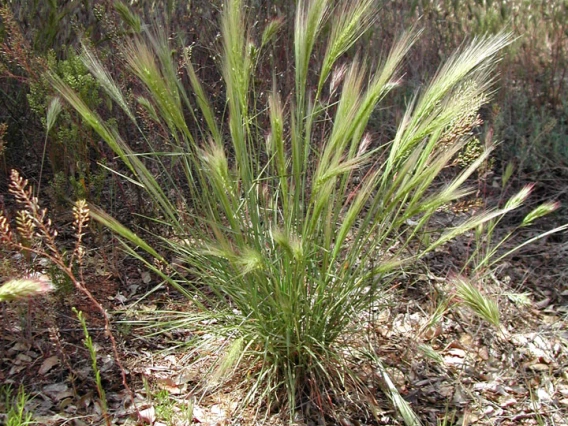 Bottlebrush squirreltail habit