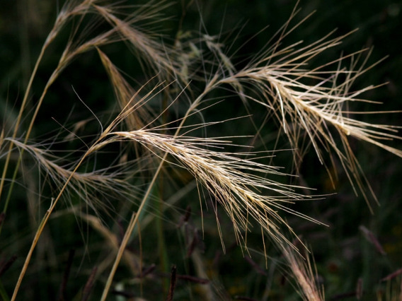 Squirreltail dried seed head