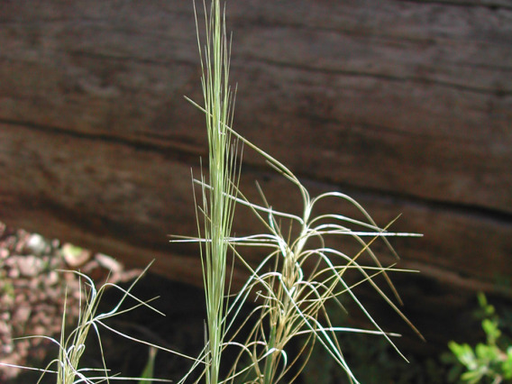 Squirreltail fresh and dried seed head