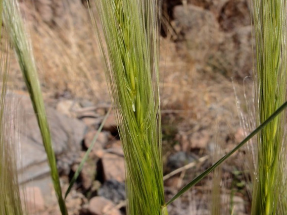 Squirreltail fresh seed head