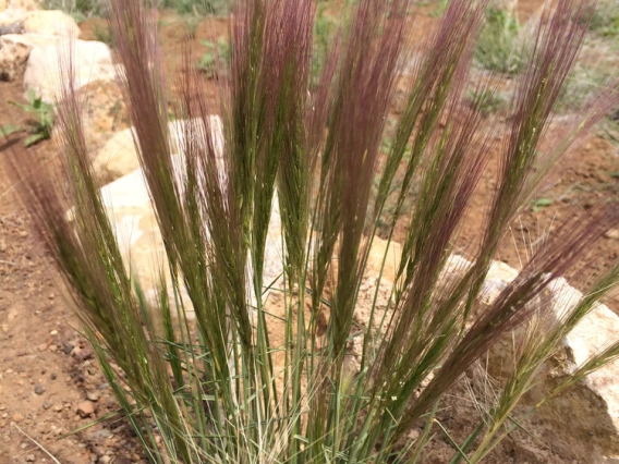 Early season red seed head