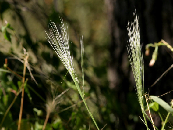 Squirreltail seed head