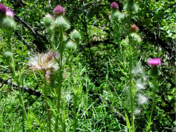 Bull thistle