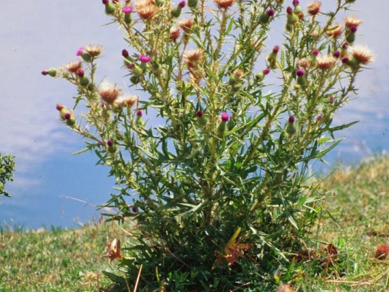 Bull thistle