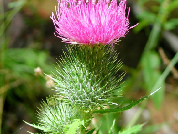 Bull thistle flower head