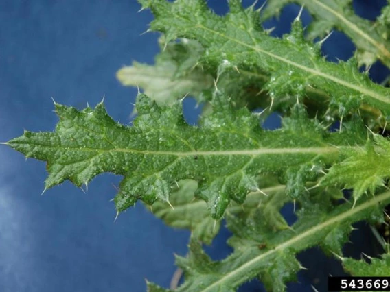 Bull thistle leaves