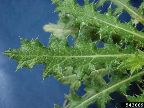 Bull thistle leaves