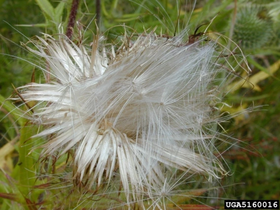 Bull thistle seed head