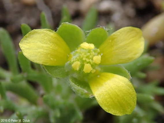 Bur buttercup flower