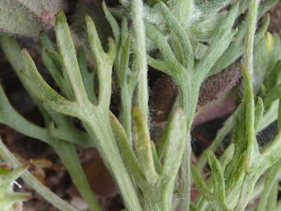 Stems and foliage