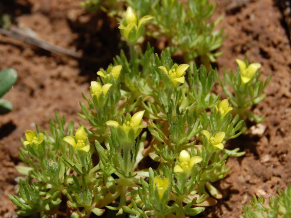 Blossoming bur buttercup