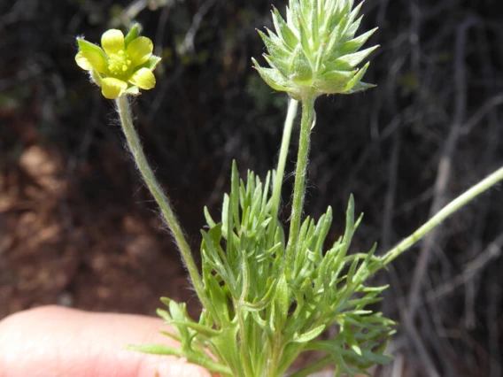 Flower, fruit (bur), and foliage