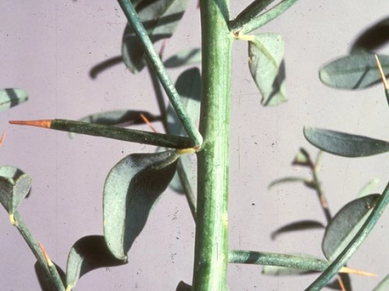 Camelthorn leaves and thorns