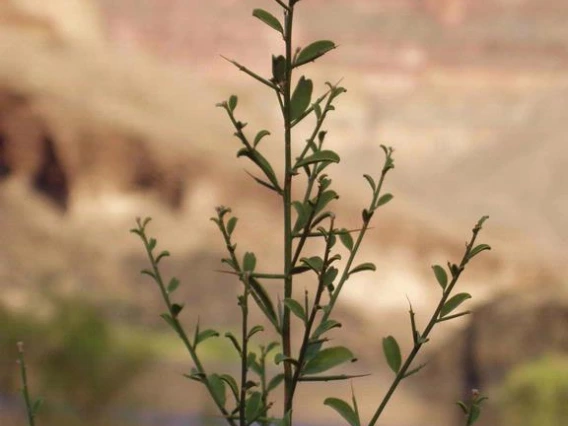 Camelthorn