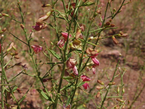 Camelthorn flowers