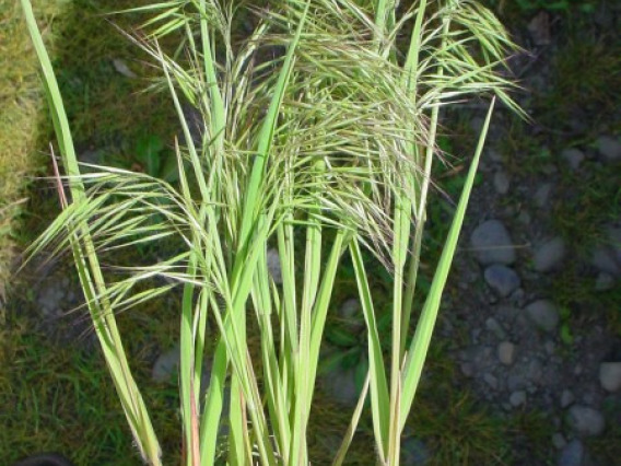 Cheatgrass seed heads