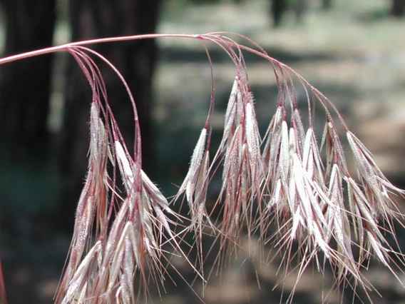 Fully mature cheatgrass seed heads