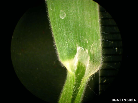 Cheatgrass ligule