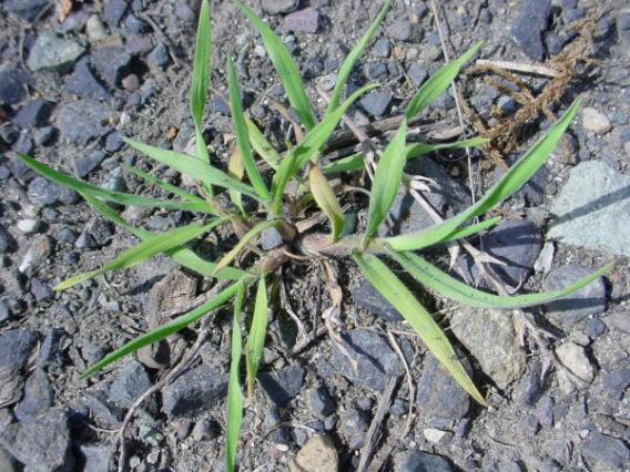 Immature cheatgrass