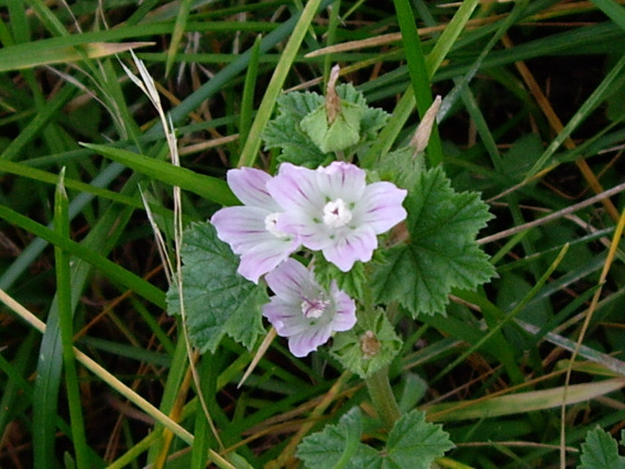 Cheeseweed flowers