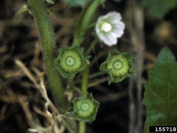 Cheeseweed fruit