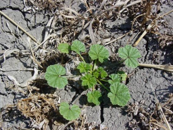 Cheeseweed seedling