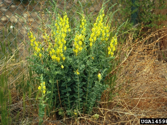 Dalmatian toadflax