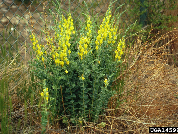 Dalmatian toadflax