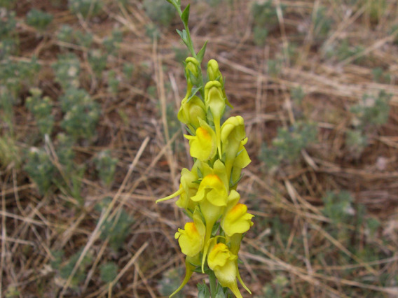 Dalmatian toadflax flowers