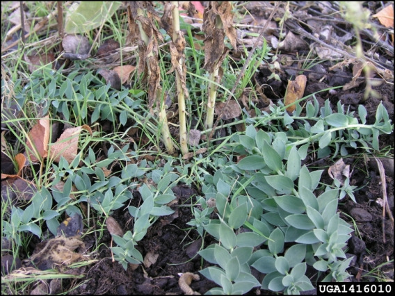 Dalmatian toadflax leaves