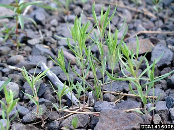 Dalmatian toadflax leaves