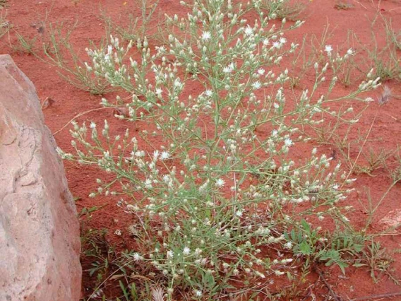 Diffuse knapweed habit