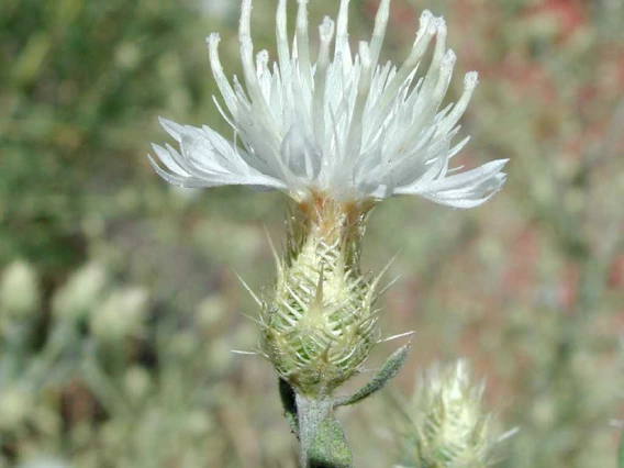 Spiny bracts on diffuse knapweed