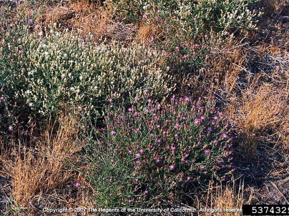 Diffuse knapweed two colors