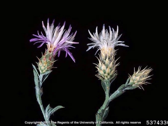 Diffuse knapweed white and purple