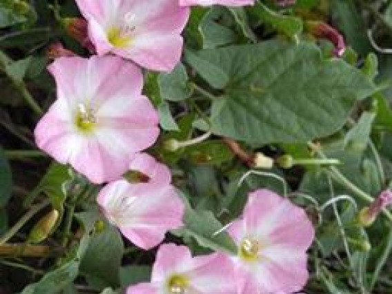 Bindweed flowers and leaves