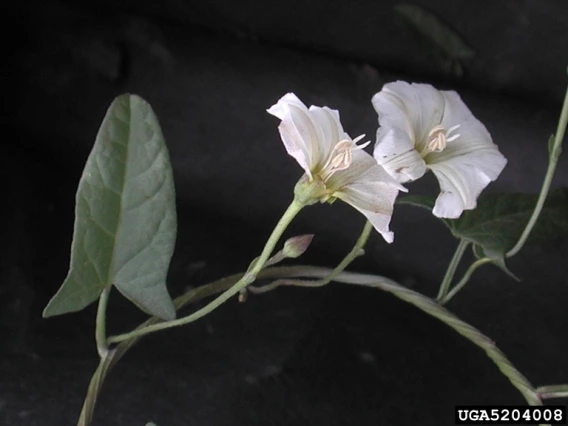 Bindweed leaf and flowers