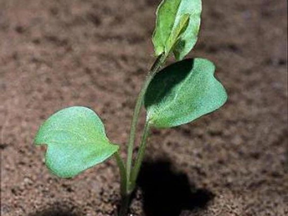 Field bindweed seedling