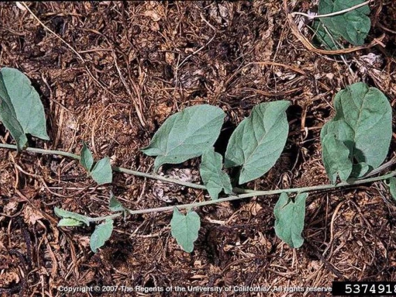 Field bindweed foliage