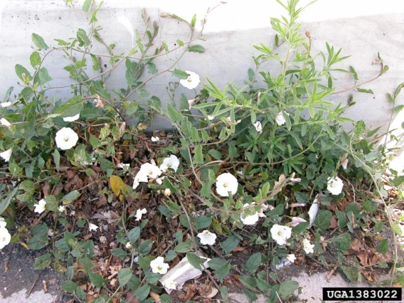 Field bindweed habit