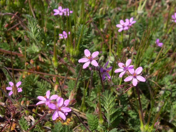 Filaree habit