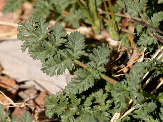 Filaree dissected leaf