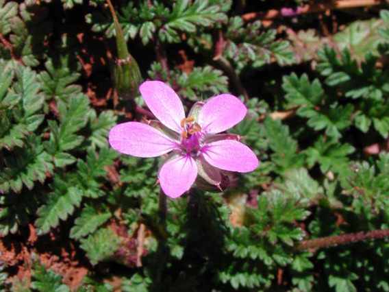 Filaree flower