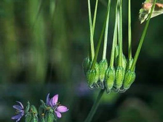 Elongated fruit suggesting cranesbill or storksbill