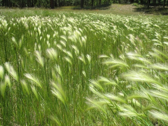 Foxtail barley