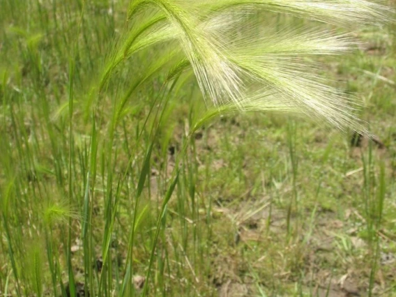 Foxtail barley seed heads